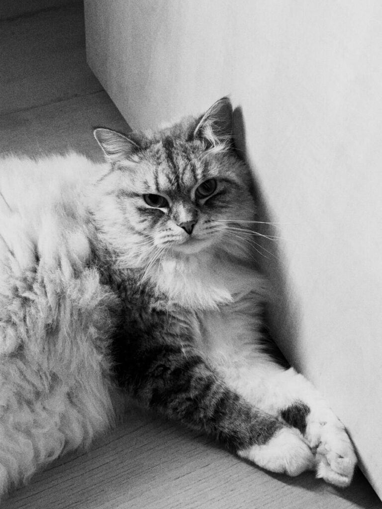 Long haired cat resting in a corner, black and white