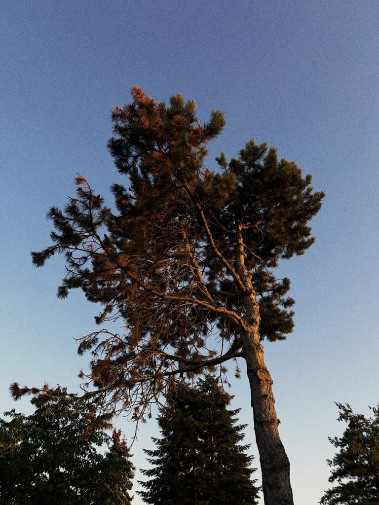 Pine tree at sunset against a blue sky, with visible grain