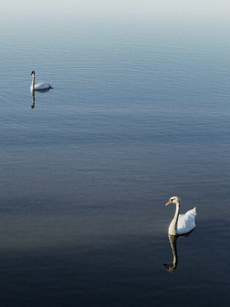Two swans on calm water